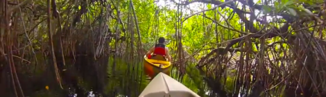 kayaking through dense brush